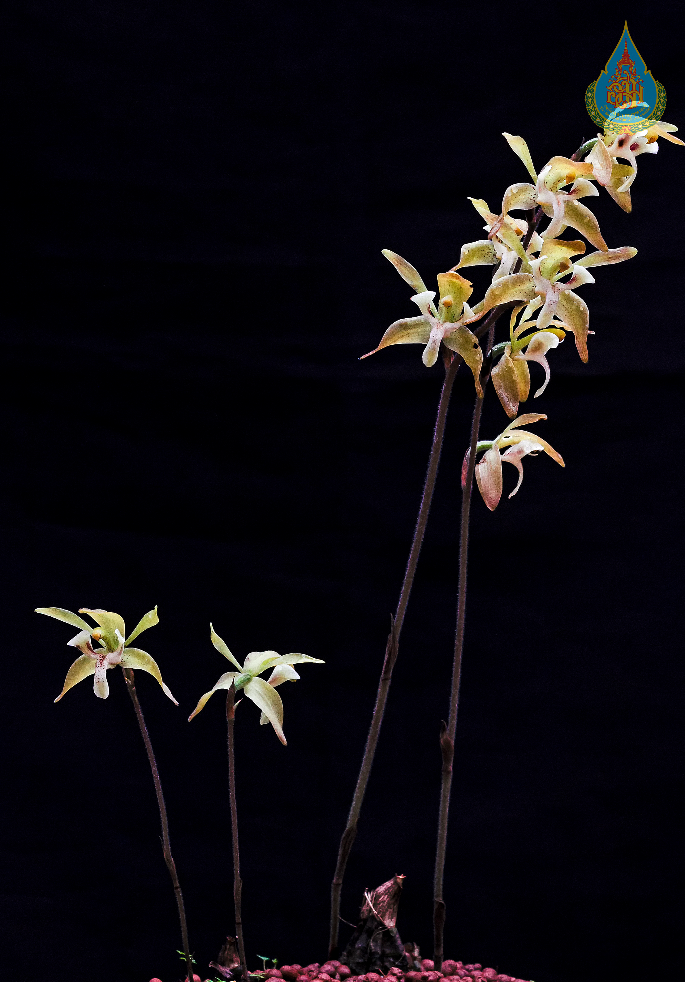 เอื้องดินถิ่นไทย Ipsea thailandica Seidenf.<br/>ORCHIDACEAE